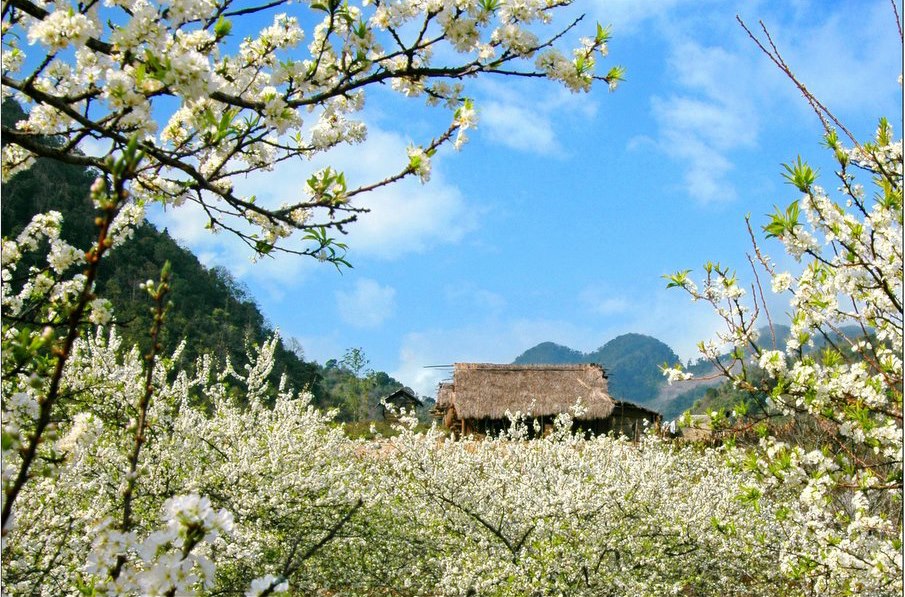 Ngắm mùa hoa mận nở trắng trời ở Mộc Châu
