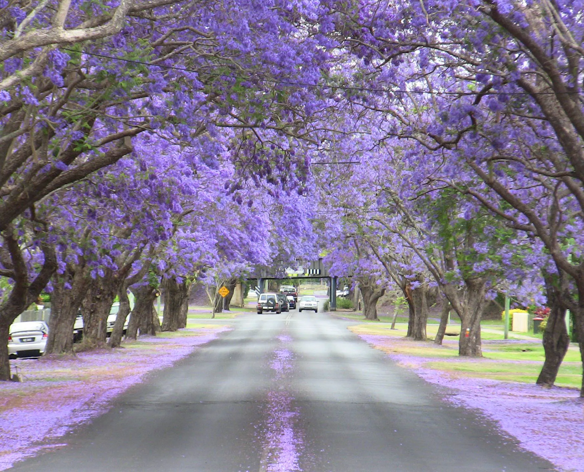 Đà Lạt tháng 2 mang vẻ đẹp mộng mơ ít nơi nào có được