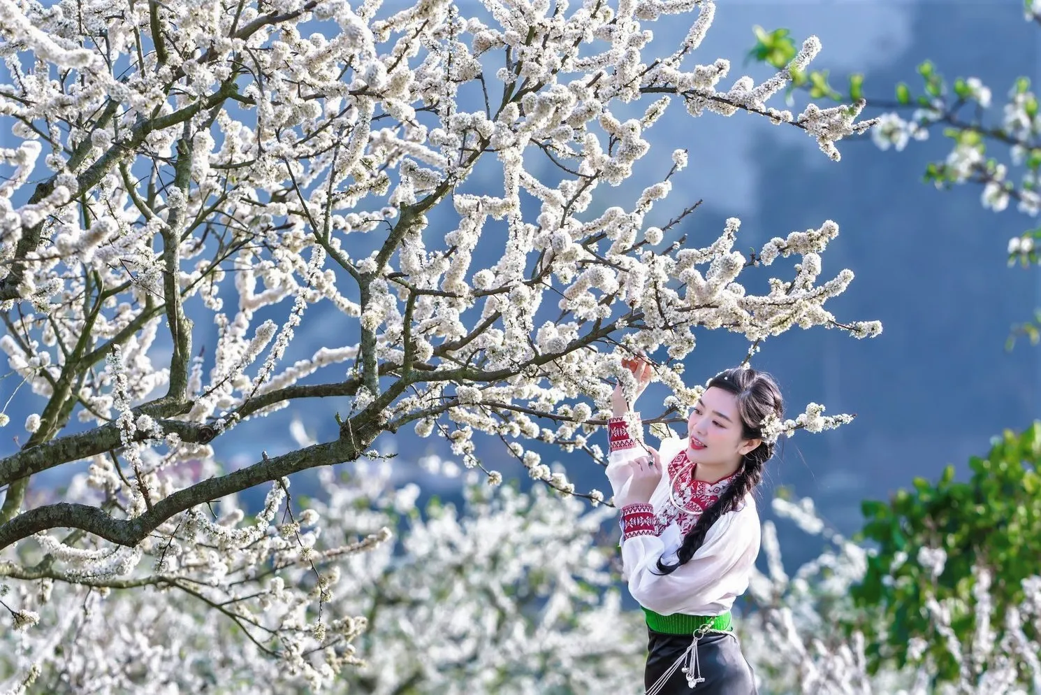 Đến Mộc Châu tháng 1 để cảm nhận vẻ đẹp khoe sắc của mùa hoa mận 