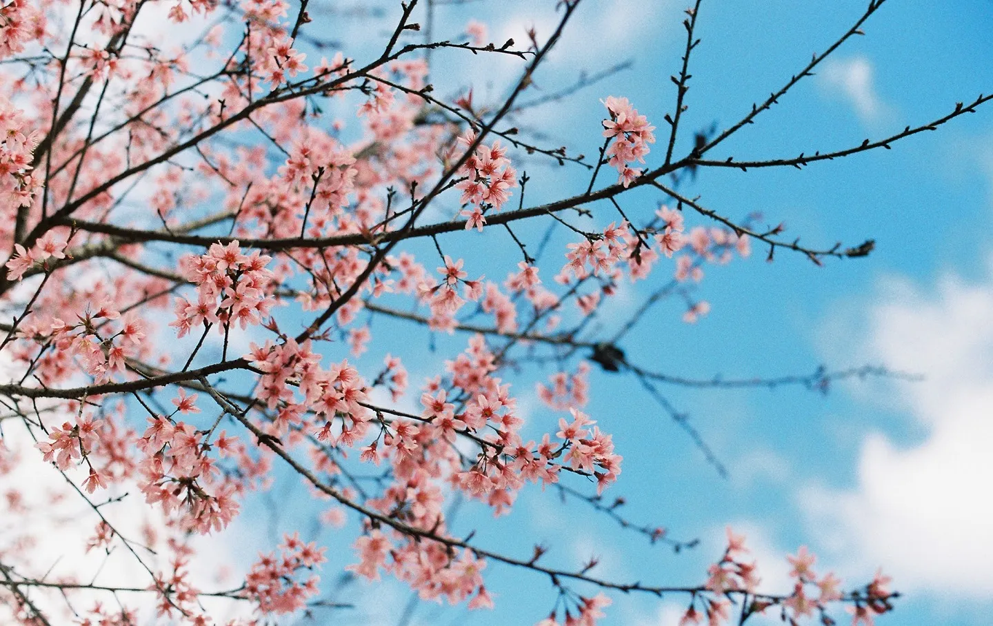 Ghé thăm Đà Lạt vào những ngày đầu năm để ngắm vẻ đẹp của hoa mai anh đào nở