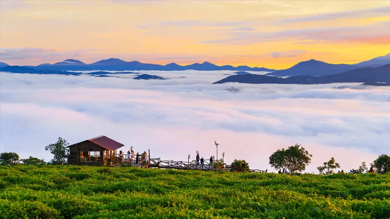Đồi chè Cầu Đất là địa điểm săn mây tuyệt đẹp được nhiều người lựa chọn