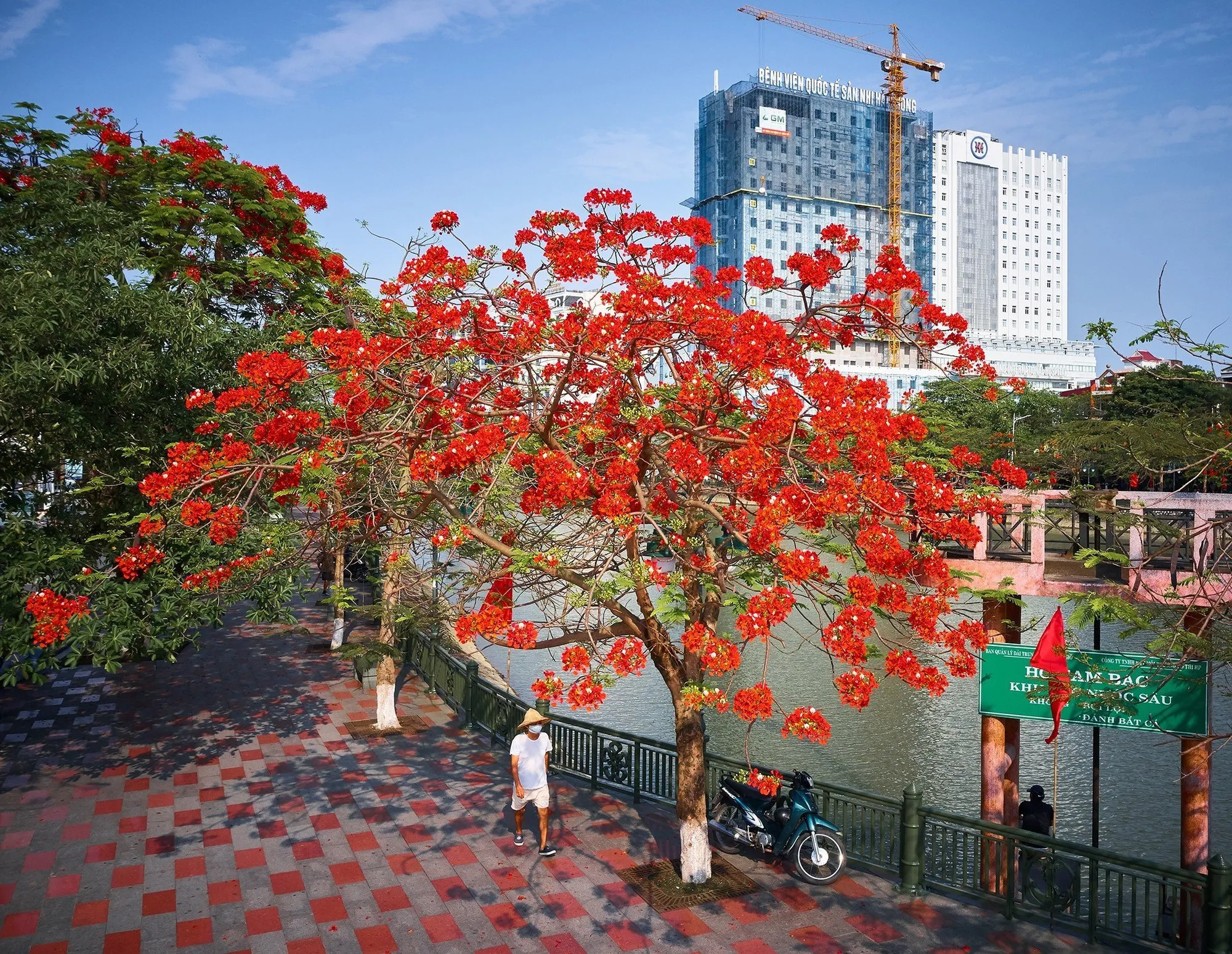 Hải Phòng rực rỡ sắc đỏ của hoa phượng vào những ngày hè