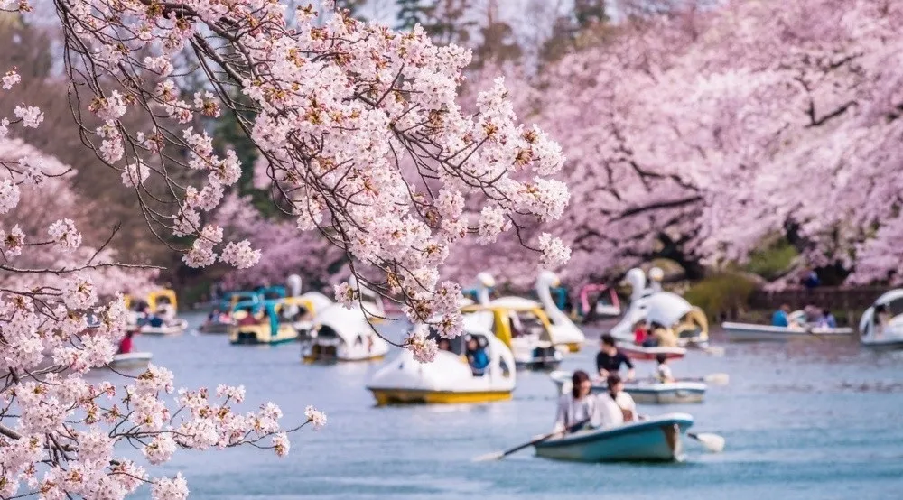 Sắc hoa rực rỡ tại lễ hội hoa anh đào Hanami 