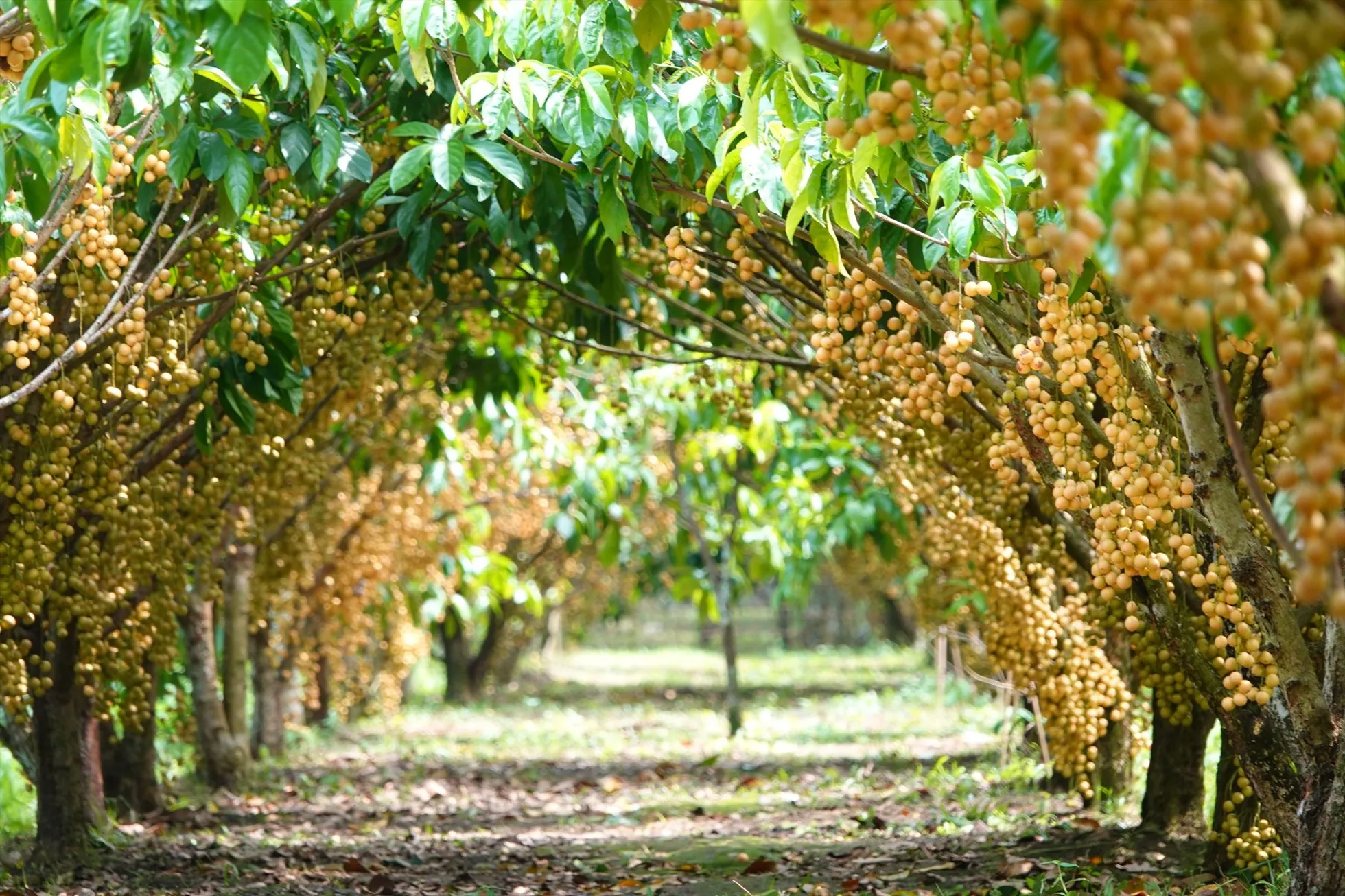 Vườn trái cây Phong Điền trĩu quả quanh năm