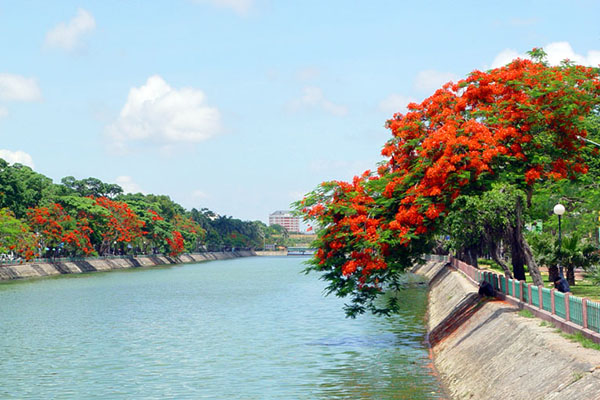 Phượng đỏ bên hồ Tam Bạc