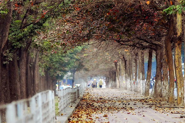 Mùa thu Hà Nội dịu dàng và thơ mộng