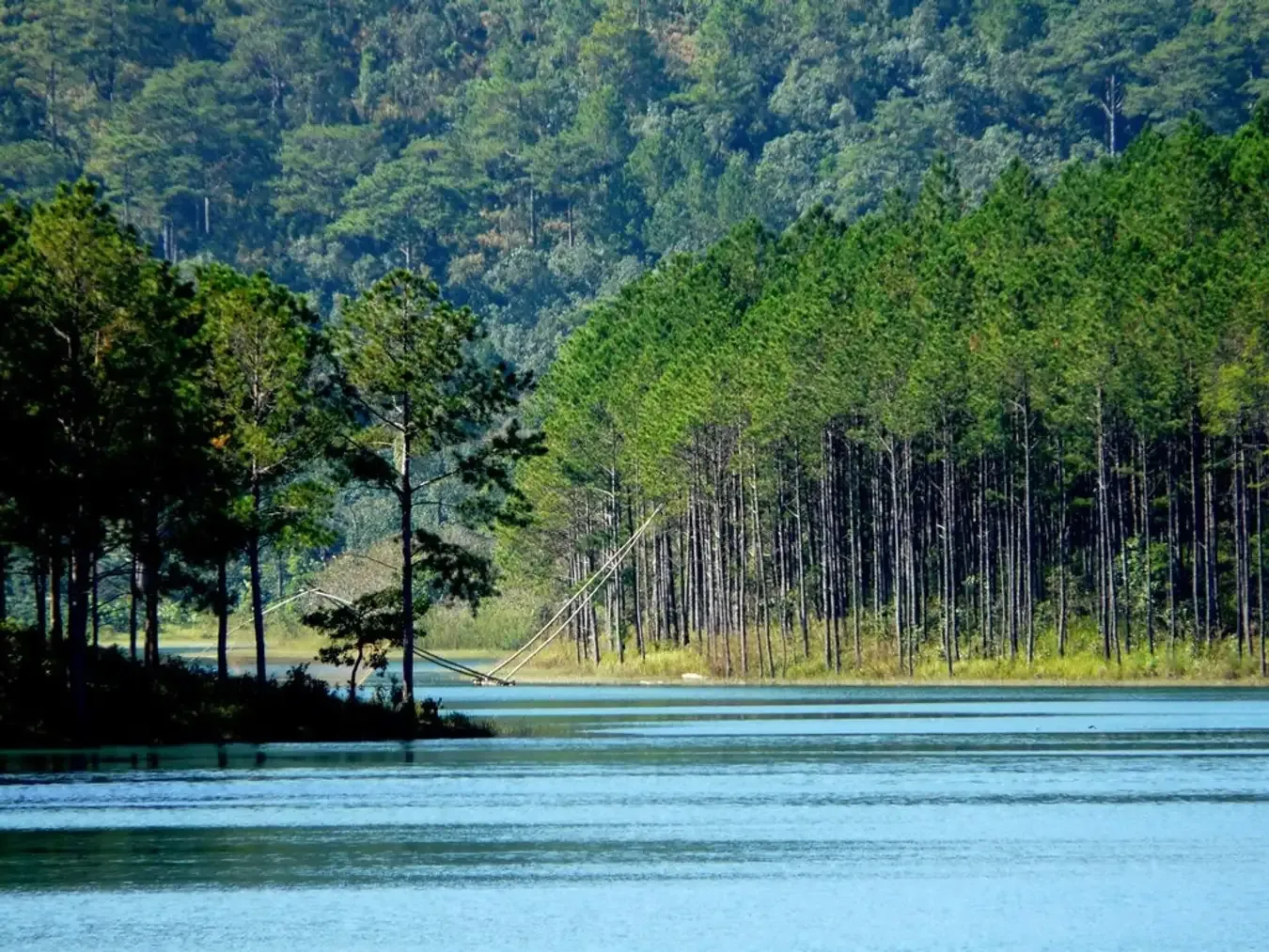 Vẻ đẹp hoang sơ, thơ mộng của rừng thông bạt ngàn