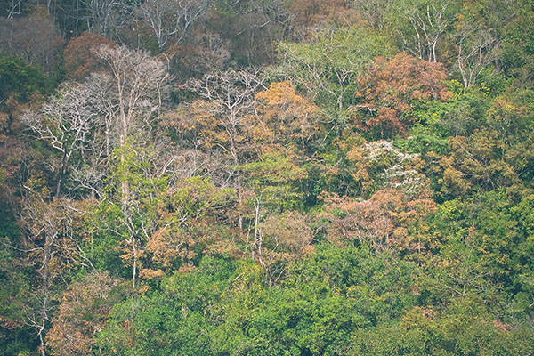Rừng Yok Don