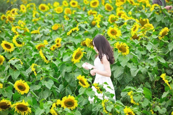 Cánh đồng hoa hướng dương