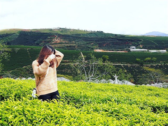 Đồi chè Cầu Đất