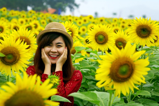 Cánh đồng hoa hướng dương